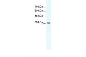 Image no. 1 for anti-Dishevelled Segment Polarity Protein 1 (DVL1) (AA 412-461) antibody (ABIN324253) (DVL1 antibody  (AA 412-461))