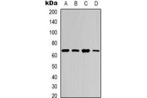 Western blot analysis of NF-kappaB p65 (AcK218) expression in HEK293T (A), SHSY5Y (B), mouse brain (C), mouse spleen (D) whole cell lysates. (NF-kB p65 antibody  (acLys218))