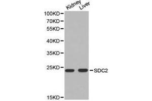 Western Blotting (WB) image for anti-Syndecan 2 (SDC2) antibody (ABIN1874709) (Syndecan 2 antibody)