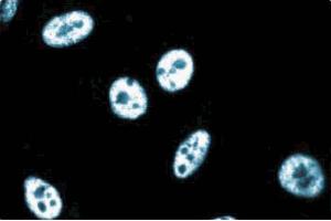 Immunoflourescence staining of human endothelial cells. (CG7626 Gene Product From Transcript CG7626-RA (SPT5) (AA 866-985) antibody)