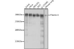 Western blot analysis of extracts of various cell lines, using Filamin A antibody (ABIN7267206) at 1:1000 dilution. (Filamin A antibody  (C-Term))