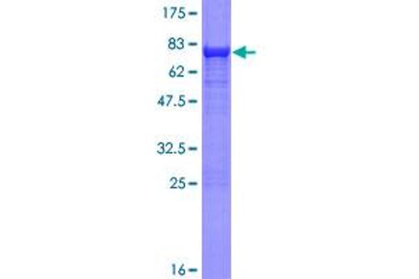 SHMT1 Protein (AA 1-483) (GST tag)