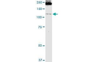 Western Blotting (WB) image for anti-Integrin alpha 1 (ITGA1) (AA 1-1179) antibody (ABIN517242)