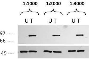 Western blot using  affinity purified anti-p90 RSK1 pS732 antibody. (RPS6KA1 antibody  (C-Term, pSer732))