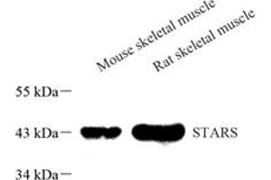 Western blot analysis of STARS (ABIN7072898),at dilution of 1: 1000,Lane 1: Mouse skeletal muscle tissue lysate,Lane 2: Rat skeletal muscle tissue lysate (ABRA antibody)