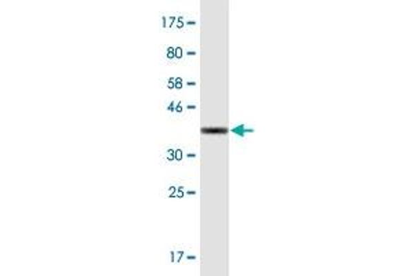 UBXN11 antibody  (AA 311-409)