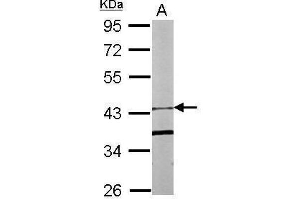 FBXO15 anticorps