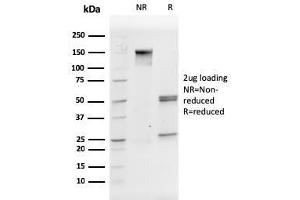 SDS-PAGE (SDS) image for anti-Platelet/endothelial Cell Adhesion Molecule (PECAM1) (AA 625-738) antibody (ABIN6940277)