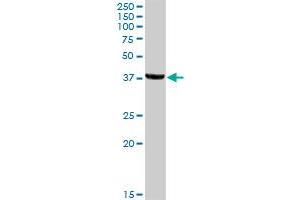 JAM3 MaxPab rabbit polyclonal antibody. (JAM3 antibody  (AA 1-310))