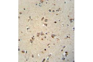 Immunohistochemistry analysis in human brain tissue (Formalin-fixed, Paraffin-embedded) using NIPA4 Antibody  (N-term), followed by peroxidase conjugated secondary antibody and DAB staining. (NIPAL4 antibody  (N-Term))