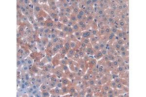 IHC-P analysis of Mouse Tissue, with DAB staining. (ANGPTL3 antibody  (AA 237-455))