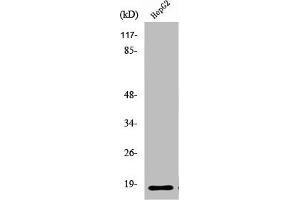 Western Blot analysis of HeLa cells using Ribosomal Protein L12 Polyclonal Antibody