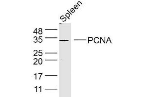 Mouse spleen lysates probed with PCNA Polyclonal Antibody, Unconjugated  at 1:300 dilution and 4˚C overnight incubation.
