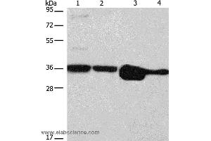 Western blot analysis of Hela, NIH/3T3, A172 and A431 cell, using ELAVL1 Polyclonal Antibody at dilution of 1:800 (ELAVL1 antibody)