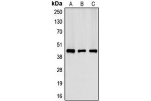 Western blot analysis of Creatine Kinase M expression in HeLa (A), NIH3T3 (B), H9C2 (C) whole cell lysates. (CKM antibody  (N-Term))