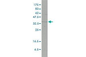 FHL2 antibody  (AA 1-279)