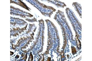 IHC analysis of Btc using anti-Btc antibody (ABIN7601294). (Betacellulin antibody  (AA 32-111))