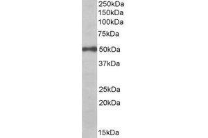 Western Blotting (WB) image for anti-Eukaryotic Translation Initiation Factor 3 Subunit E (EIF3E) (C-Term) antibody (ABIN2464777)