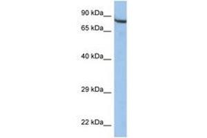 Image no. 1 for anti-Zinc Finger Protein 630 (ZNF630) (AA 251-300) antibody (ABIN6742329) (ZNF630 antibody  (AA 251-300))