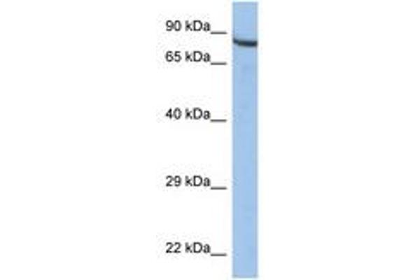ZNF630 antibody  (AA 251-300)