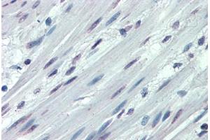 Anti-ITGA3 / CD49c antibody  ABIN960785 IHC staining of human colon, smooth muscle. (ITGA3 antibody  (N-Term))