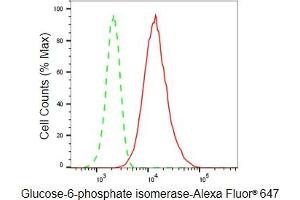 Flow cytometric analysis of Glucose-6-phosphate isomerase expression in HeLa cells using Glucose-6-phosphate isomerase antibody (ABIN7798734), 1:2,000).