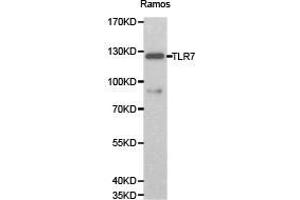 Western Blotting (WB) image for anti-Toll-Like Receptor 7 (TLR7) antibody (ABIN1875113) (TLR7 antibody)