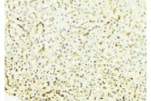 ABIN6274659 at 1/100 staining Mouse liver tissue by IHC-P. (CYP4B1 antibody  (Internal Region))