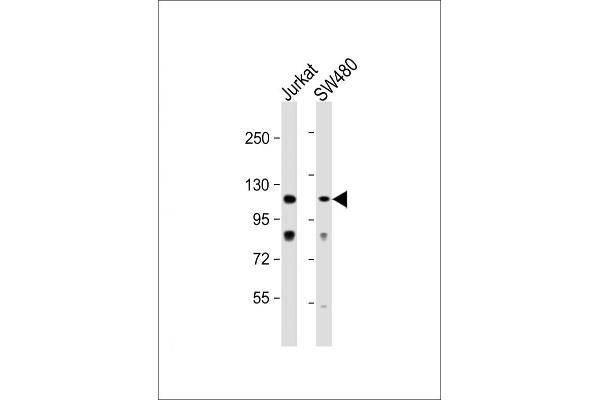 MAP3K9 antibody  (C-Term)