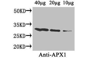 Western Blot Positive WB detected in: Arabidopsis thaliana (40 μg, 20 μg, 10 μg) All lanes: APX1 antibody at 4 μg/mL Secondary Goat polyclonal to rabbit IgG at 1/50000 dilution Predicted band size: 28 kDa Observed band size: 28 kDa (APX1 (AA 3-247) antibody)
