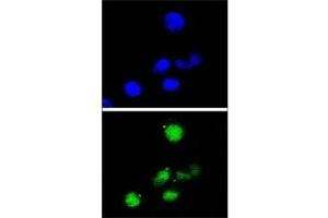 Confocal immunofluorescent analysis of p21 antibody with HepG2 cells followed by Alexa Fluor 488-conjugated goat anti-rabbit lgG (green). (p21 antibody  (AA 105-140))