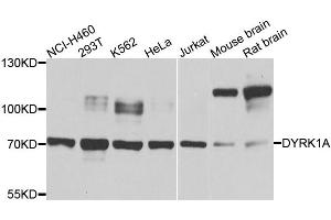 Western blot analysis of extracts of various cell lines, using DYRK1A antibody (ABIN6003499) at 1/1000 dilution.