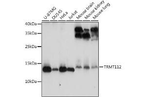 Western blot analysis of extracts of various cell lines, using TRMT112 antibody (ABIN7271001) at 1:3000 dilution. (TRMT112 antibody  (AA 1-125))