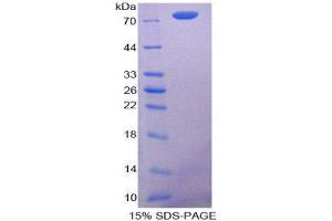 SDS-PAGE (SDS) image for Caspase 12 (Gene/pseudogene) (CASP12) (AA 1-413) protein (His tag,GST tag) (ABIN2122559)