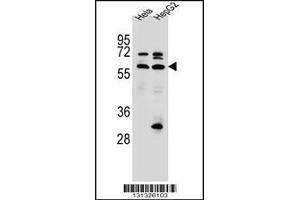 Western blot analysis in Hela,HepG2 cell line lysates (35ug/lane). (SEPN1 antibody  (C-Term))