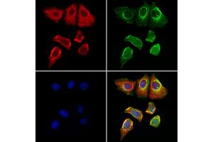ABIN6262069 and ABIN6276964 staining Hela cells by IF/ICC.