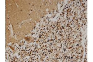 Immunoperoxidase of monoclonal antibody to PCSK1N on formalin-fixed paraffin-embedded human cerebellum. (PCSK1N antibody  (AA 173-260))