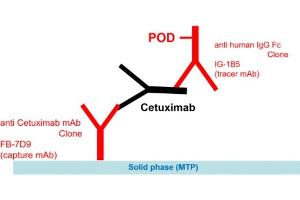 Image no. 1 for Cetuximab ELISA Kit (ABIN5012829) (Cetuximab ELISA Kit)
