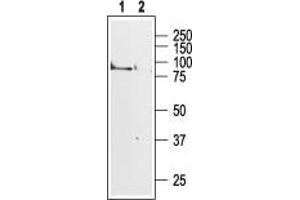 Muscarinic Acetylcholine Receptor M1 (CHRM1) peptide