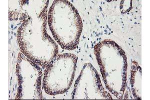 Image no. 2 for anti-Amyloid beta (A4) Precursor Protein-Binding, Family B, Member 3 (APBB3) antibody (ABIN1496653) (APBB3 antibody)