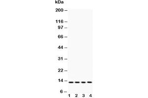 Western blot testing of Cytochrome C antibody and Lane 1:  rat liver;  2: HeLa;  3: MCF-7;  4: mouse HEPA (Cytochrome C antibody  (AA 91-105))