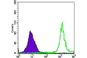 Flow cytometric analysis of Jurkat cells using anti-PARP mAb (green) and negative control (purple). (PARP1 antibody)