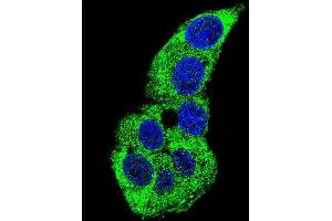 Confocal immunofluorescent analysis of ACTG1 Antibody (Center) (ABIN390439 and ABIN2840819) with HepG2 cell followed by Alexa Fluor 488-conjugated goat anti-rabbit lgG (green). (Actin, gamma 1 antibody  (AA 188-215))