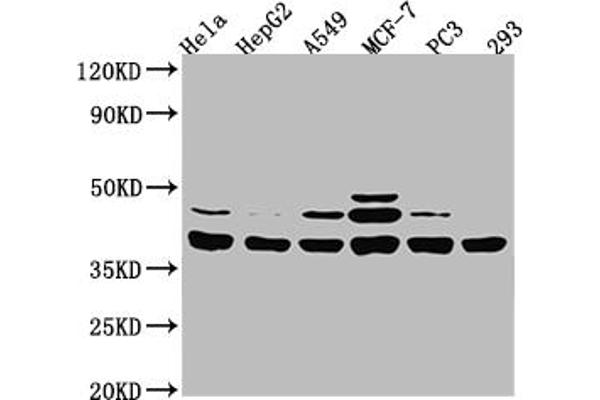 MT-ND1 antibody  (AA 23-67)