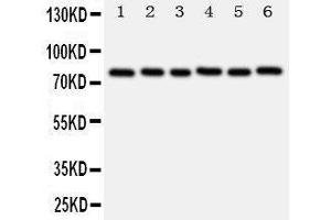 MYBL2 antibody  (N-Term)