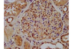 IHC image of ABIN7175925 diluted at 1:300 and staining in paraffin-embedded human kidney tissue performed on a Leica BondTM system.