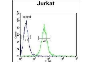 BCKDHA Antibody (C-term) (ABIN390811 and ABIN2841048) flow cytometric analysis of Jurkat cells (right histogram) compared to a negative control cell (left histogram). (BCKDHA antibody  (C-Term))