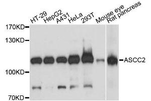 Western blot analysis of extracts of various cell lines, using ASCC2 antibody. (ASCC2 antibody  (AA 488-757))