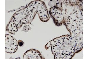 Immunoperoxidase of monoclonal antibody to HIST2H2BE on formalin-fixed paraffin-embedded human placenta. (HIST2H2BE antibody  (AA 36-126))
