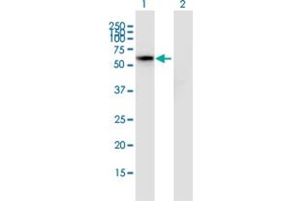 HSPBAP1 anticorps  (AA 1-488)